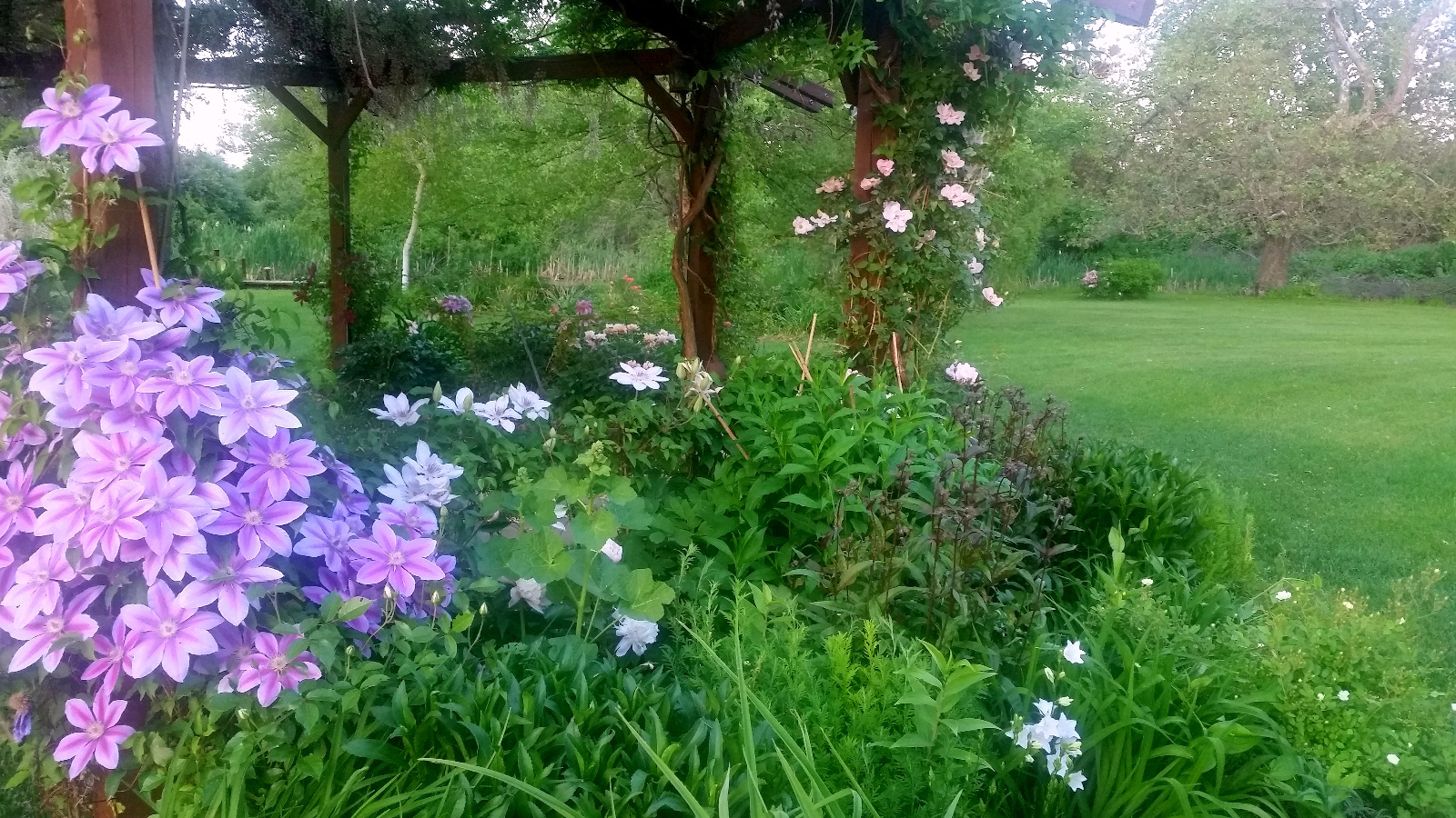 Climbing Clematis and Roses among Campanula and emerging foliage